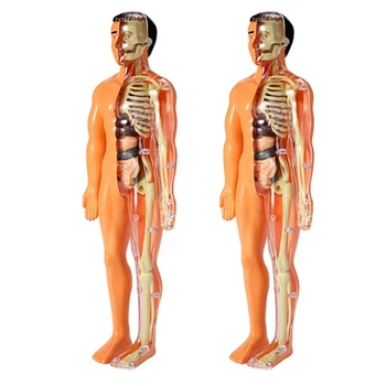 2X 3D Model anatomije ljudskog tijela Dječje plastična igračka-kostur svojim rukama Znanost Priručnici za rano učenje Razvojne igračke