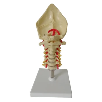 Анатомическая model čovjeka u prirodnoj veličini, model vratnog pršljena, vratne odjel kralježnice s шейной arterija, model kralješnice živaca затылочной kosti